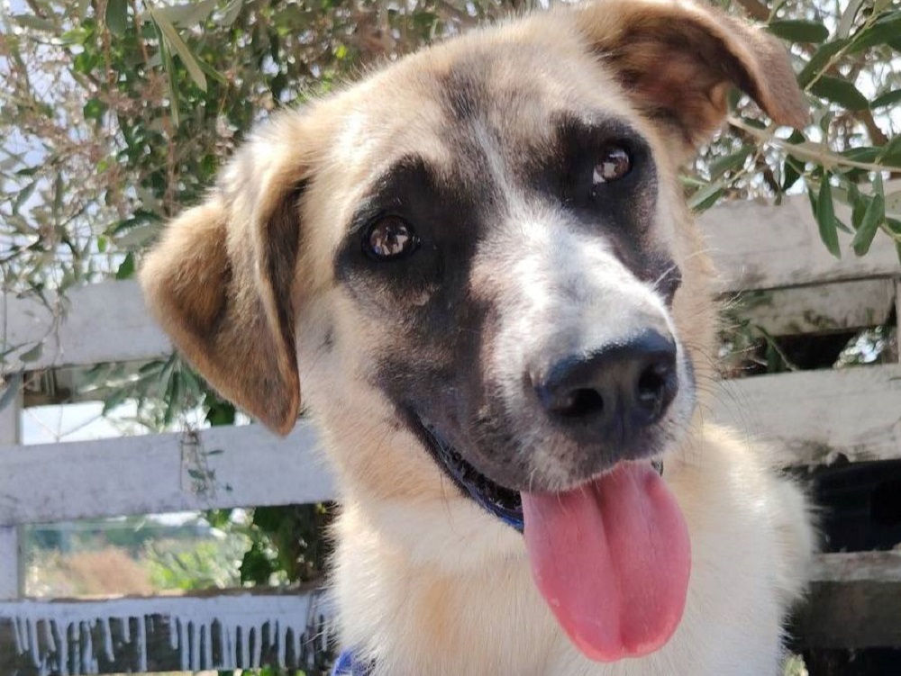 cane_cagnolina-mirta_oasi_di_brenda