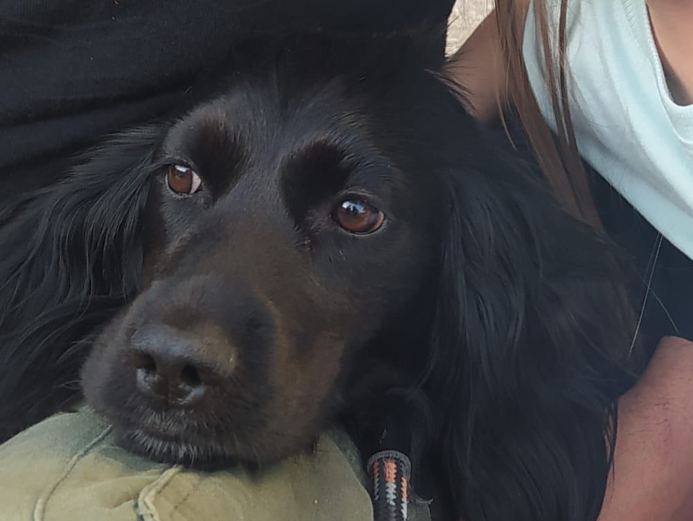 cane_cagnolina_molly