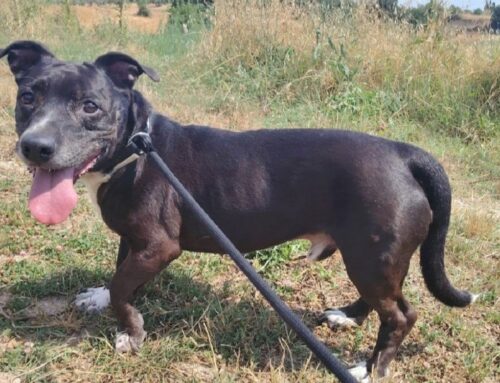 Amos è un molossetto taglia piccola di 8 anni
