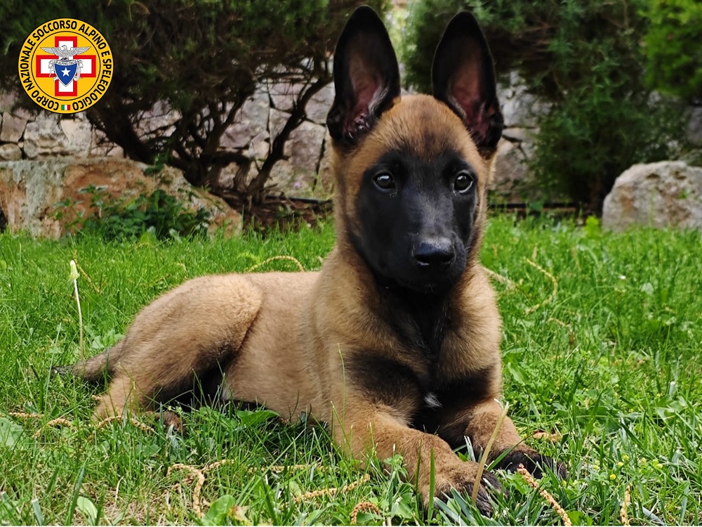 cane_cagnolino_buzz_cnsas_puglia