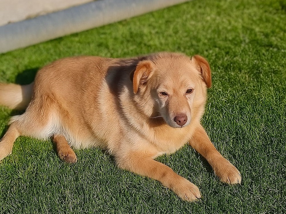 cane_cagnolino_giovannino_vasto