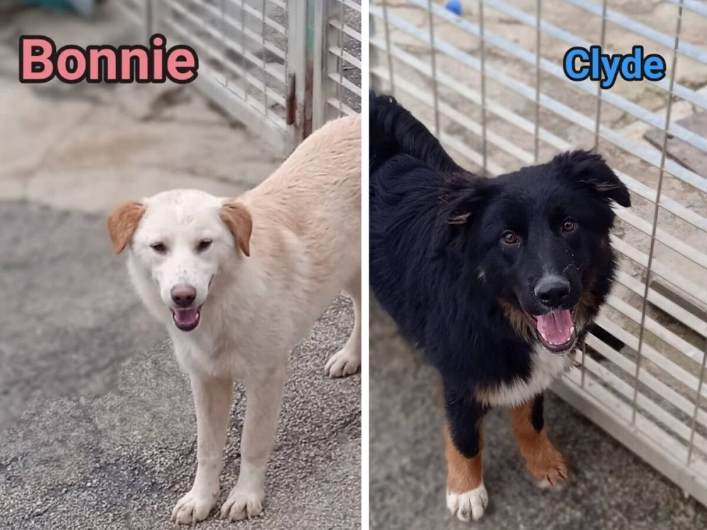 cane_cani_cagnolini_bonnie_clyde_vasto
