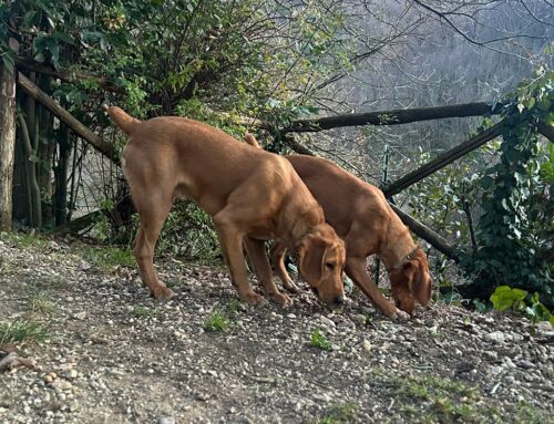 Smarriti due cani Segugio Maremmano per colpa del temporale