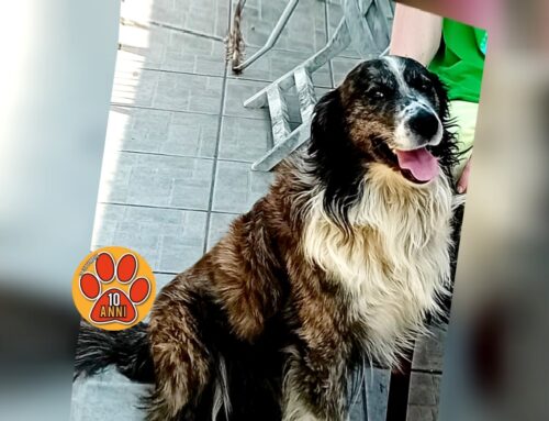 Koko è scappato da Quattro Strade (Rieti), qualcuno lo ha visto?