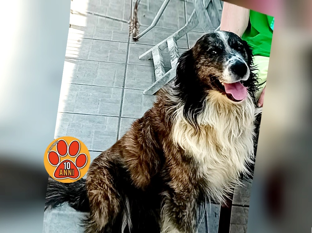 cane_koko
