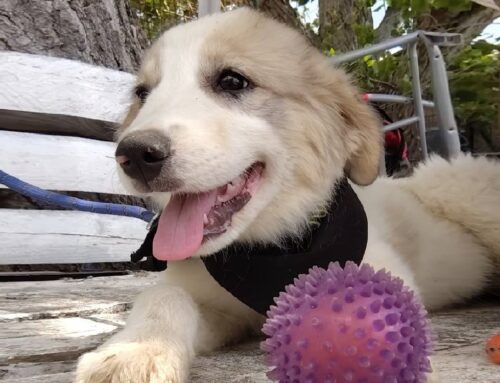 Merida è l’ultima femminuccia disponibile di una cucciolata ospite all’Oasi di Brenda