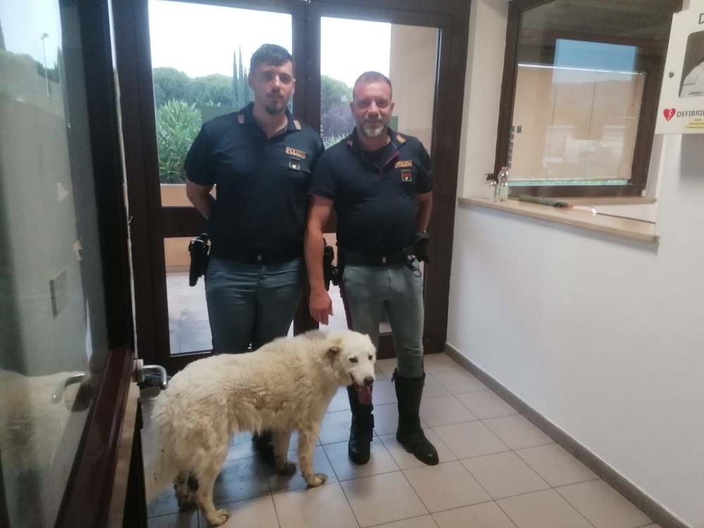 cane_polizia_di_stato_di_arezzo