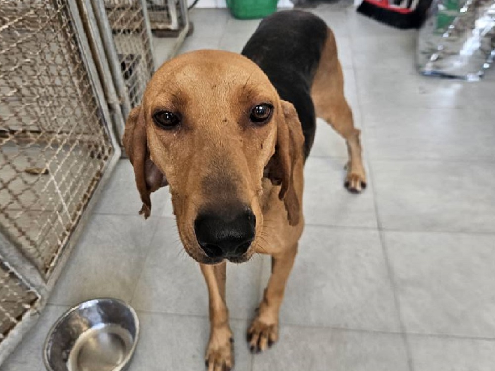 cane_segugio_canile_sanitario-di-rieti