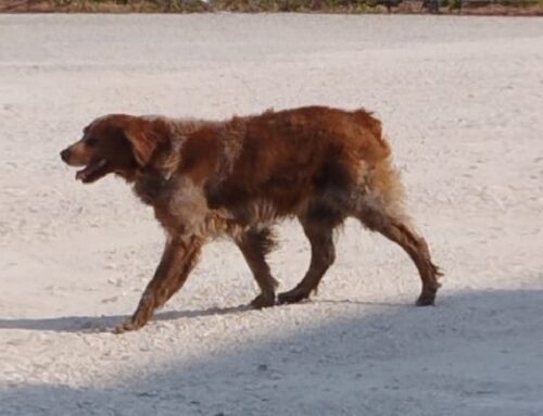 Cane disorientato vaga sotto il sole zona via Fratelli Sebastiani, chi lo riconosce?