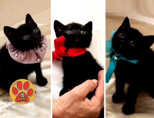 Da Rieti meravigliosi gattini ti aspettano!