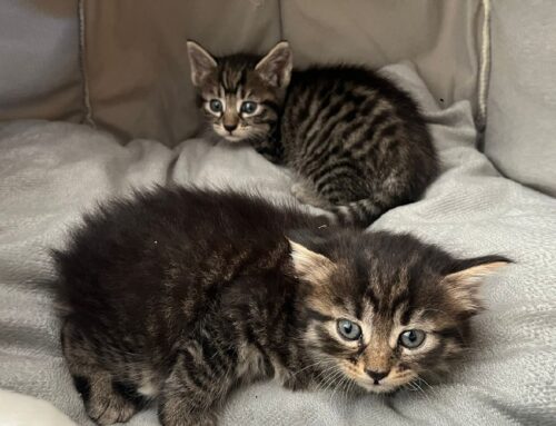 Poggio Mirteto, queste due bellissime gattine sono a rischio investimento