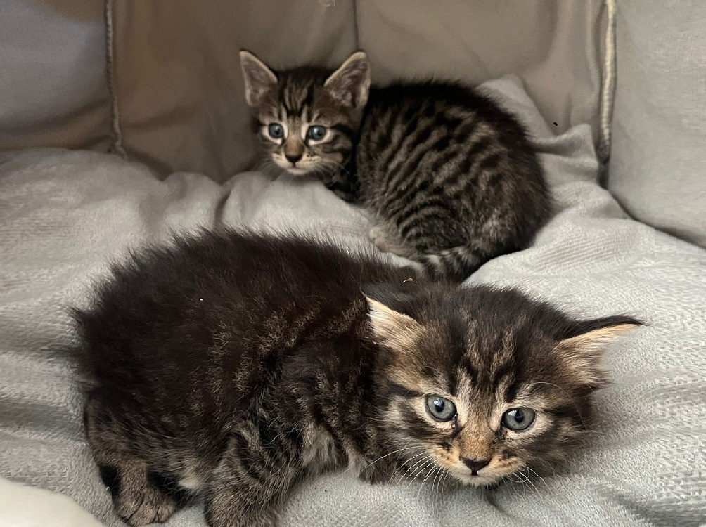 gatti_gattini_raffaella_cuomo