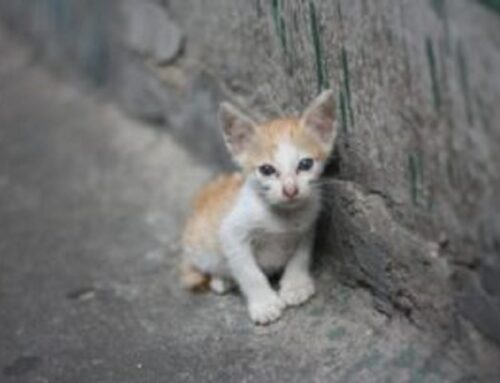 Gatto randagio muọre crivellatọ di prọiettili a Trapani. Brambilla: Con nuova legge finisce l’impunità per chi uccidẹ o maltratta”