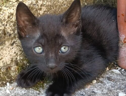Richiesta di aiuto per mamma gatta e i suoi quattro cuccioli