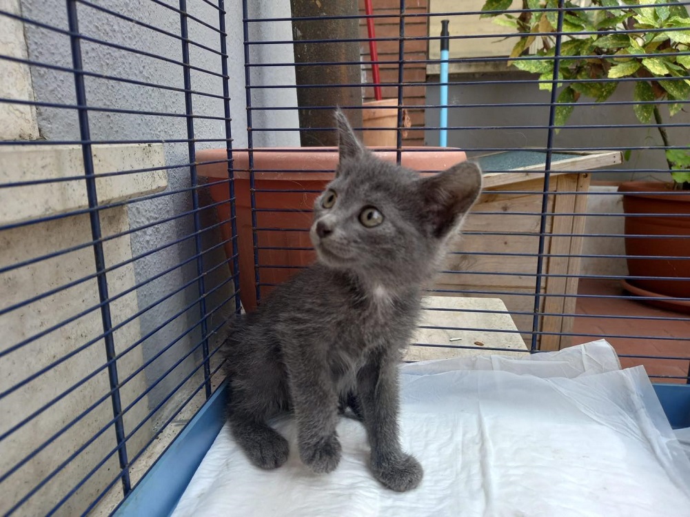 gatto_gattino_salvato-poggio_mirteto_p&f