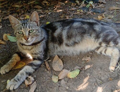 Gattina palesemente incinta si aggira da qualche giorno a Borgo Quinzio (Fara Sabina)