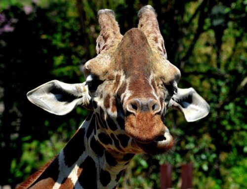Domenica 22 giugno al BioParco di Roma una giornata dedicata a “Sua Altezza la Giraffa”