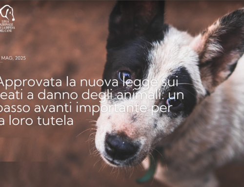 Approvata la nuova legge per i reati contro gli animali. LNDC: “Riforma perfezionabile, ma nella giusta direzione”