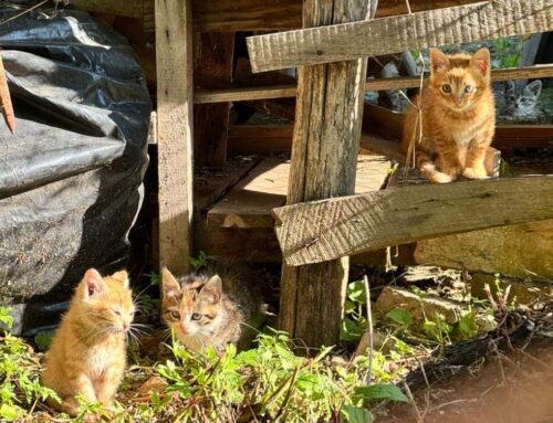 C’è un posticino per loro? Vanno salvati dalla strada