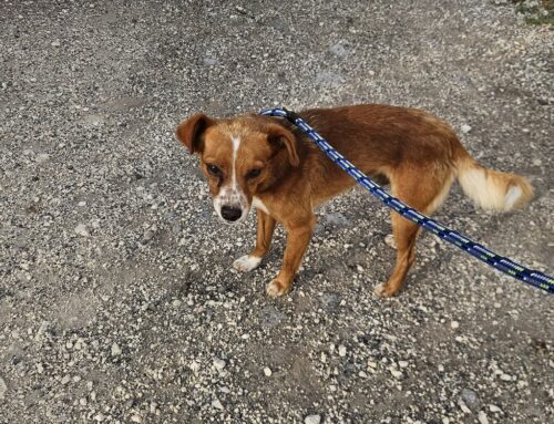 Cinque chili, 2 anni, taglia mini, nome? Golia! Cerca famiglia