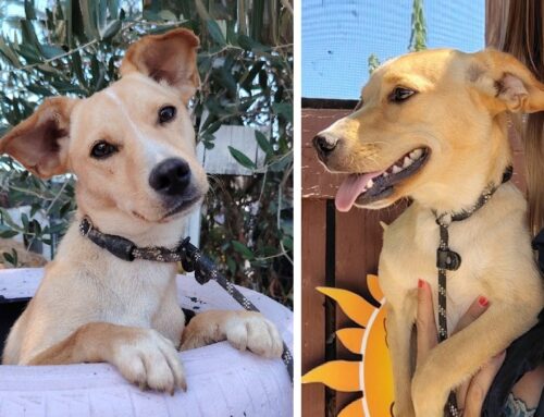 Gino, un piccoletto purtroppo fresco di abbandono