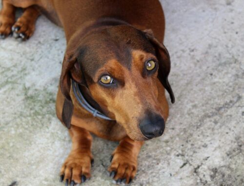 Cagnolina ridotta in fin di vita a Bagno di Ripoli (Firenze). LEIDAA presenta denuncia