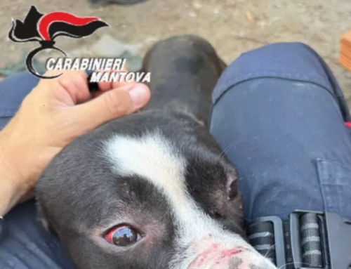 Cane chiuso in gabbia, ferito e senza cibo a Mantova, On. Brambilla: “La Legge Brambilla funziona”