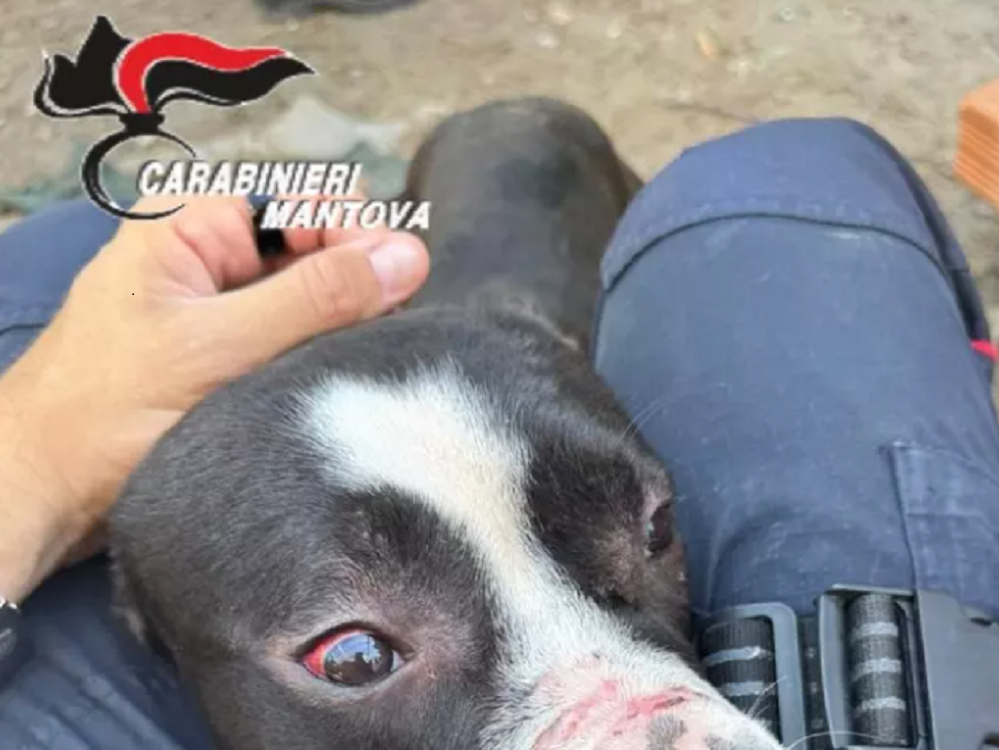 Cane_maltrattato_mantova-brambilla_leidaa