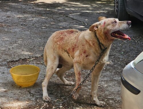 On. Brambilla: “Sequestrati otto cani maltrattati e tenuti a catena. Legge Brambilla funziona”