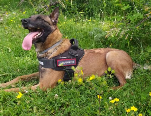 Asia, dei Carabinieri Forestali, bonifica l’area di Porta d’Arce dove ci venne segnalato un boccone avvelenato