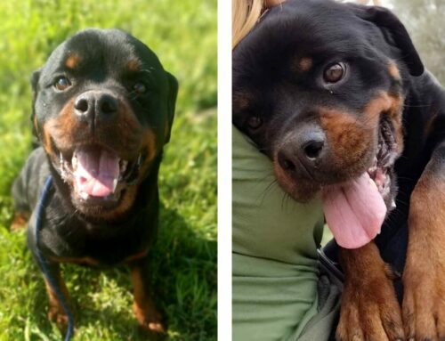 Hope è una splendida Rottwailer di 5 anni, bellissima, ma senza famiglia