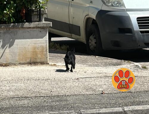 Cagnolino vagante in viale Fassini: chi lo ha smarrito?