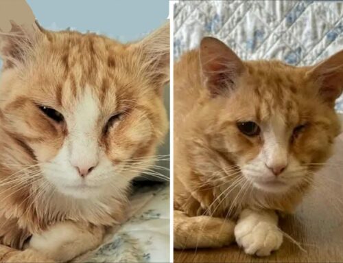 Adozione del cuore per questo bellissimo gatto. Si trova a Venafro (IS)