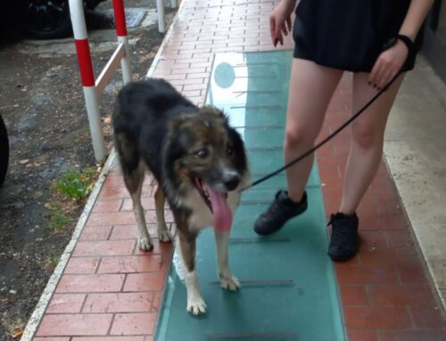 Cane scappato per il temporale, fermato in viale Maraini. Di chi è?