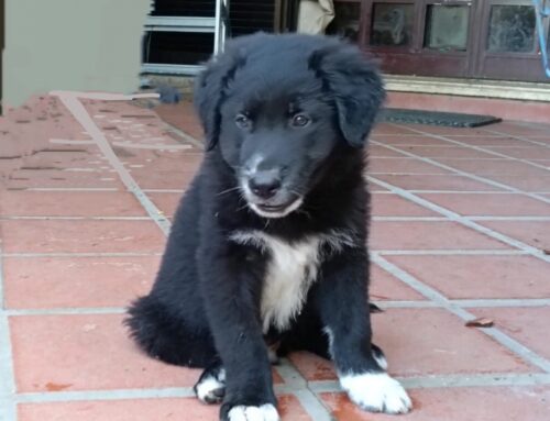 Cucciolo a rischio canile senza adozione. Si trova a Rieti (Lazio)