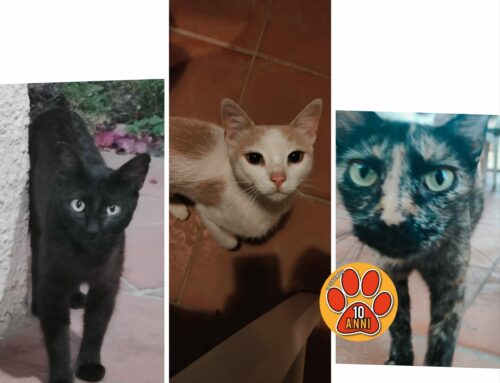 Cagliari, trovati cinque gatti bisognosi di aiuto!
