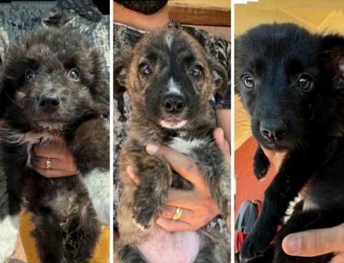 Lucy, Barbie e Dalia, tre principessine da Teramo (Abruzzo)