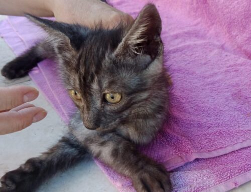 Terni, gattino amorevole ha bisogno di adozione