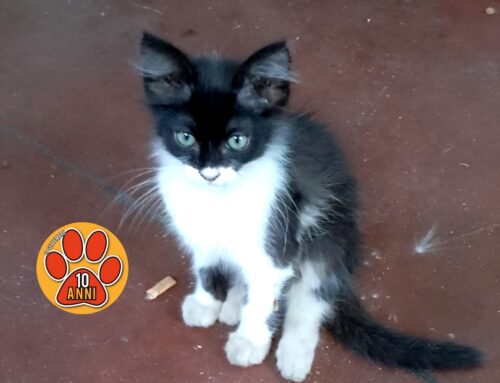 Gattino di 2 mesi, in stallo a Rieti, cerca adozione