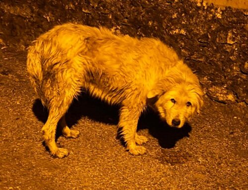 Segnalato di notte a Contigliano. Chi lo riconosce?