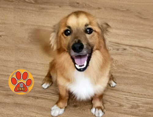 Trovato cagnolino pieno di zecche e senza microchip