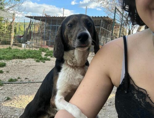 Taddeo, l’amorevole cane-cozza che ama il contatto umano