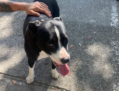 Cane quasi investito in viale del Juliis, di chi è?