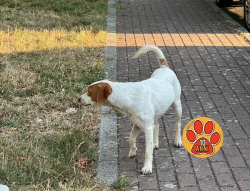 Cane segnalato al Parco Boscardini di Rieti, chi lo ha perso?