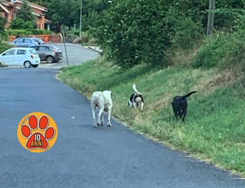 Tre cani vaganti in via Marconicchio zona Terminillese