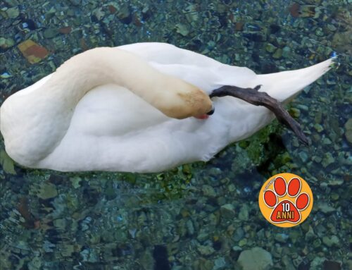 Cigno di Santa Susanna con una zampa storta. La segnalazione a Tesori a quattro zampe