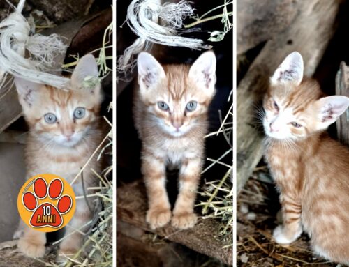 Tre gattini a rischio volpe cercano adozione