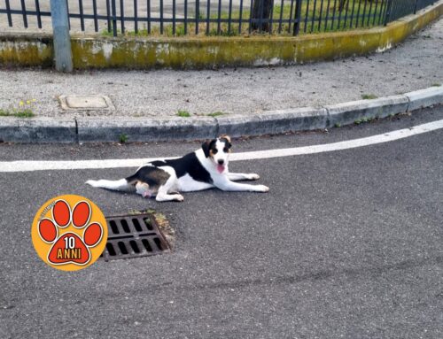 Came sdraiato in mezzo strada a Campoloniano, si è perso?