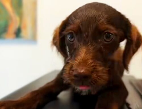 Cucciola di cane lasciata davanti al Canile di Rieti