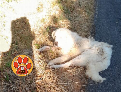 Segnalato cane ferito zona Cottanello: non c’è uno stallo libero. Serve soccorrerlo!